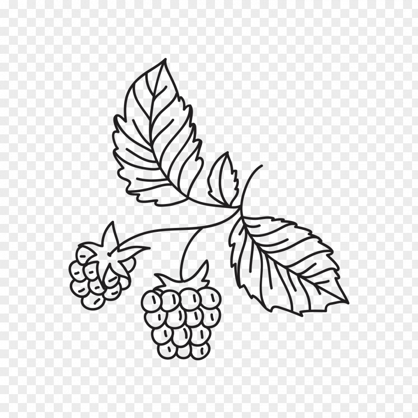 Grape Clip Art Fruit Image PNG