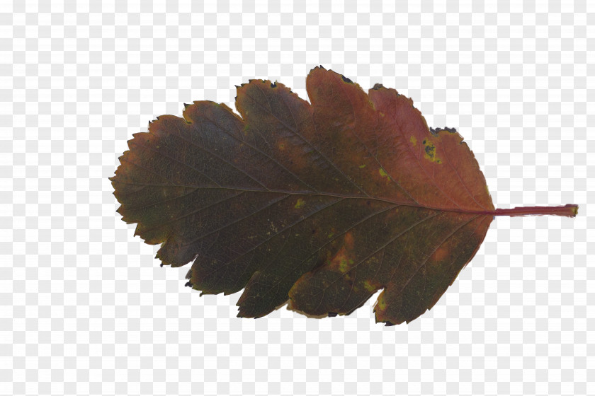 Leaf Texture Mapping Download Petal Plant PNG