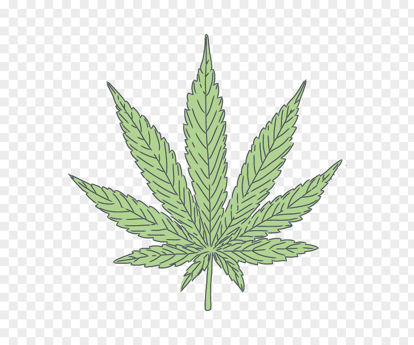 Perennial Plant Great Masterwort Cannabis Leaf Background PNG
