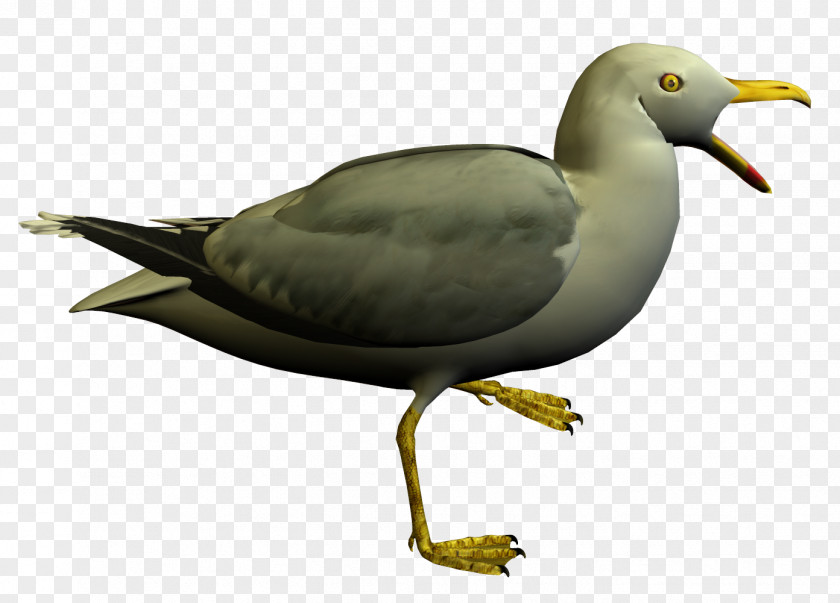 Seagull Seabird European Herring Gull Gulls Shorebirds PNG