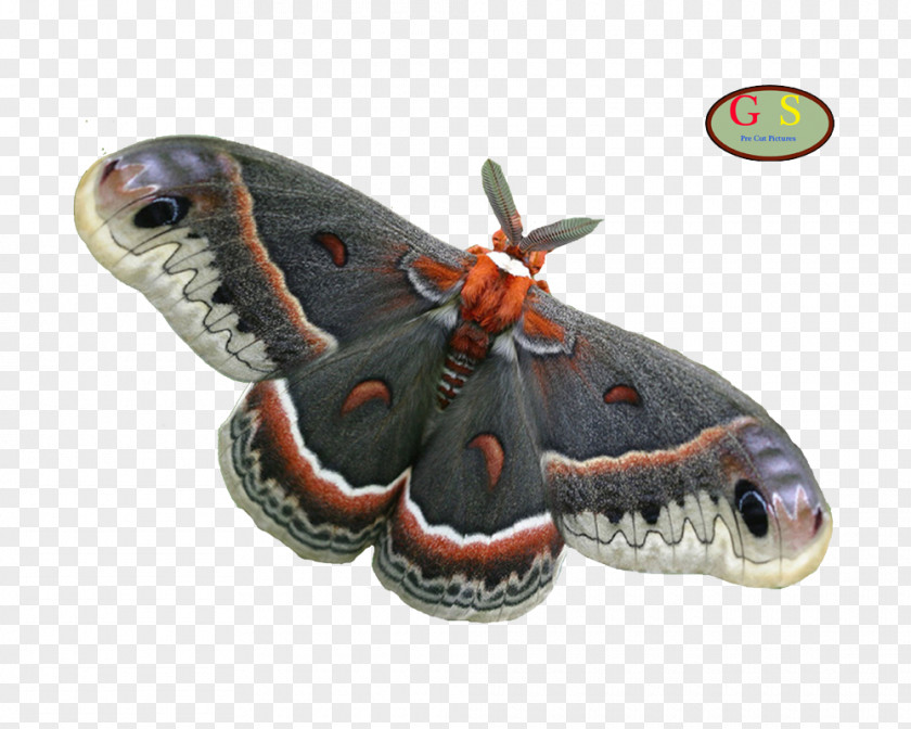 Silkworm Butterflies And Moths Cecropia Moth PNG