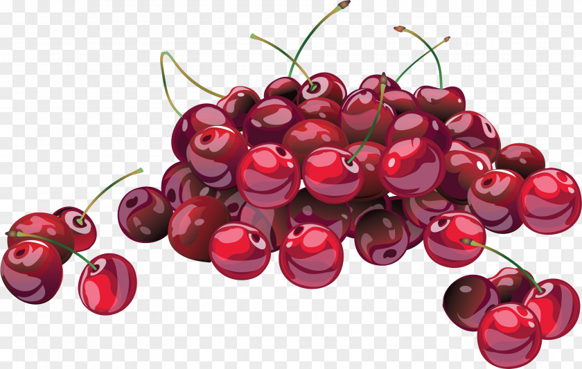 Tree Cranberry Cherry Fruit Red Plant Food PNG