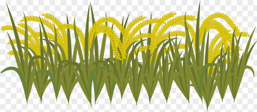 Vector Harvest Time Sweet Grass Yellow Wheatgrass Commodity Plant Stem PNG