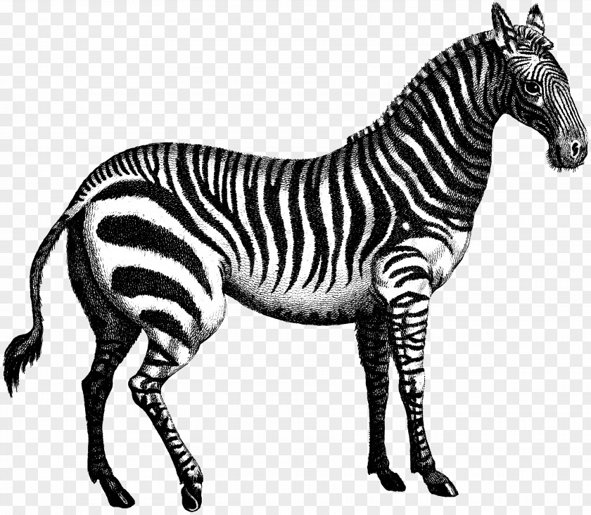 Zebra Quagga Marty PNG