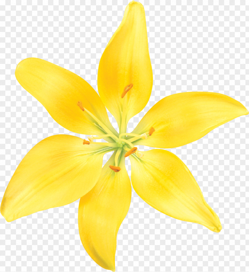 Flower Lilium Yellow Drawing PNG