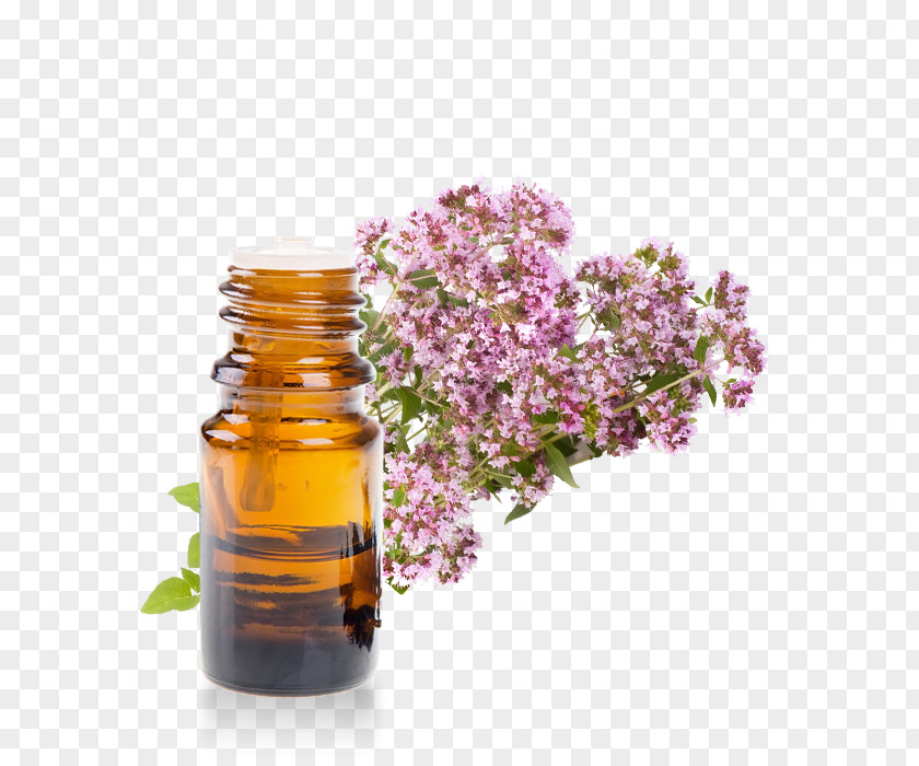 Melaleuca Huile Essentielle Marjoram Essential Oil Herb Rosemary PNG