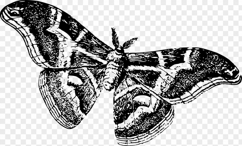 Moth Butterfly Silkworm Drawing PNG