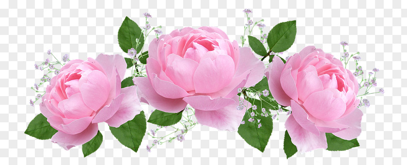 Petals Wedding Garden Roses Cabbage Rose Pink Flower Petal PNG