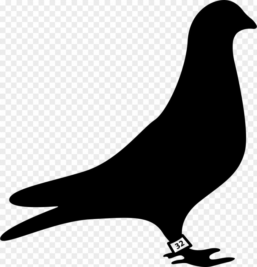 Bird Columbidae Logo Racing Homer PNG