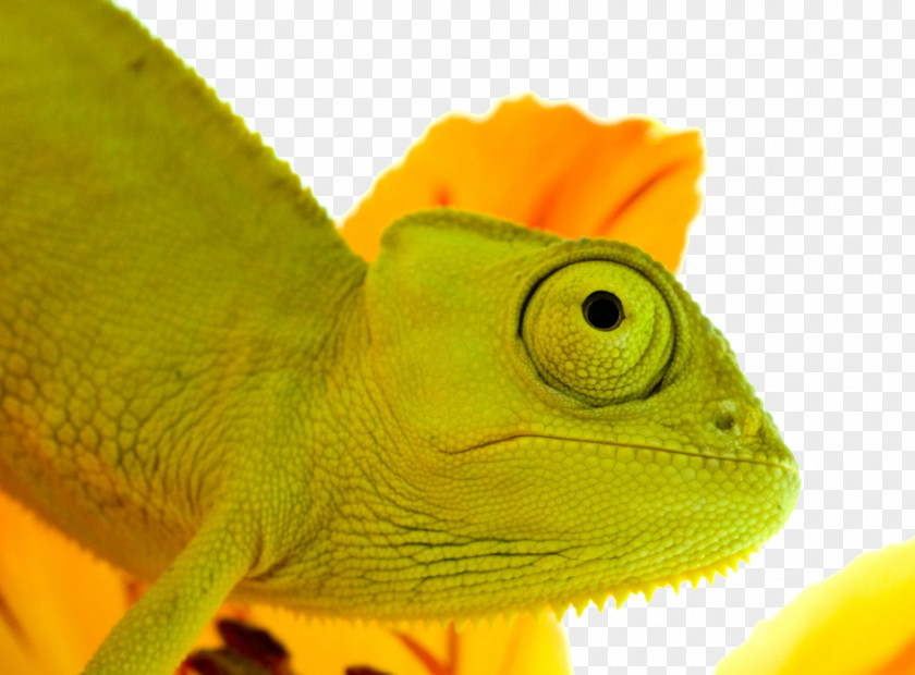 Cute Chameleon Reptile Lizard Chamaeleo Jacksons PNG