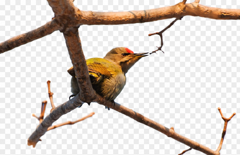 Finches Birds Beak Twig Passerine PNG