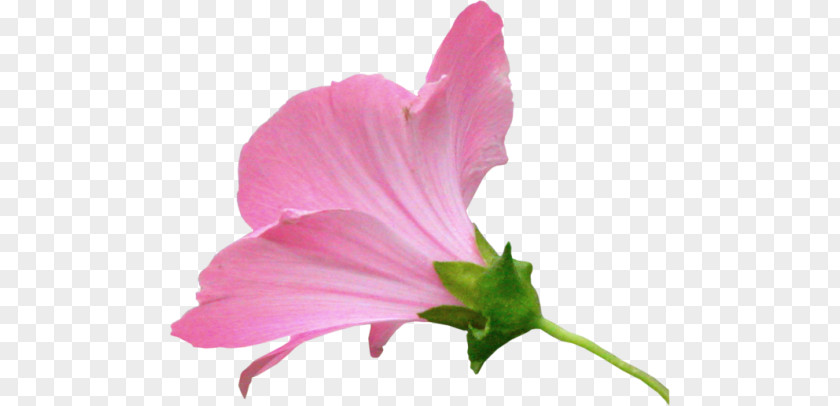 Hibiscus Pink M Herbaceous Plant Annual Petal PNG