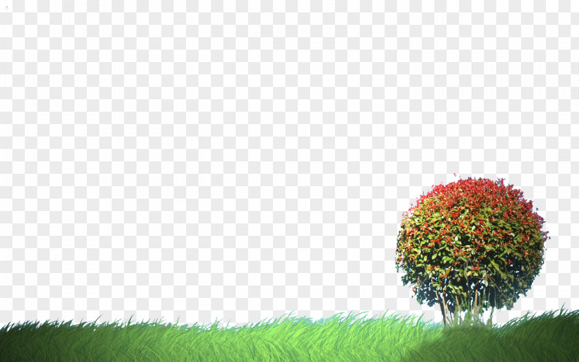 Lawn Tree Clip Art PNG