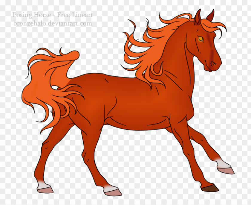 Mustang Foal Stallion Mane Mare Colt PNG