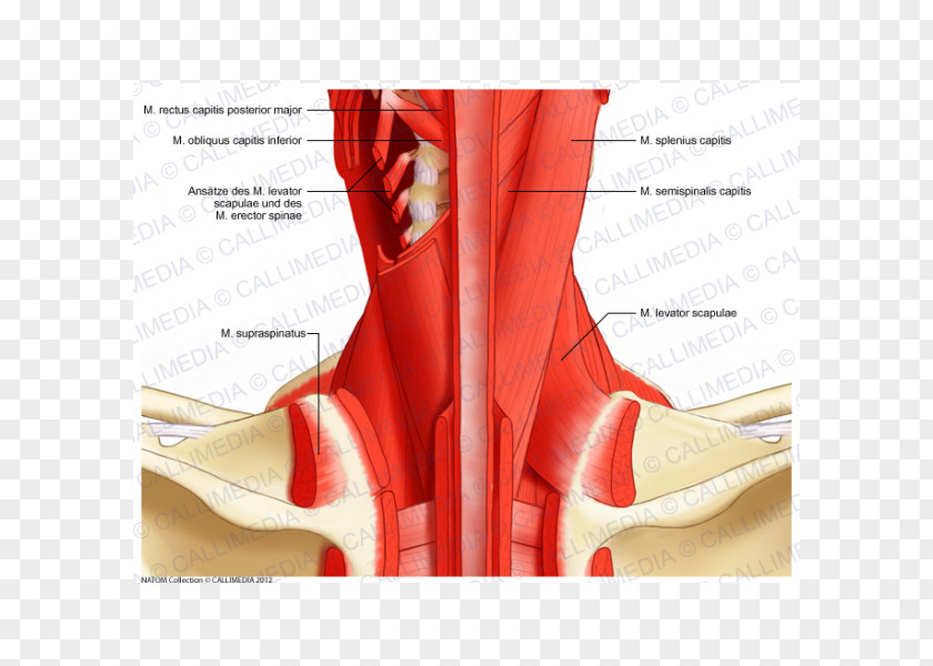 Neck Muscle Posterior Triangle Of The Head And Anatomy Human Body Nerve PNG