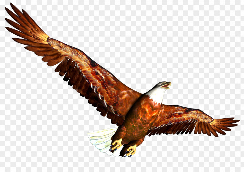 Eagle PNG