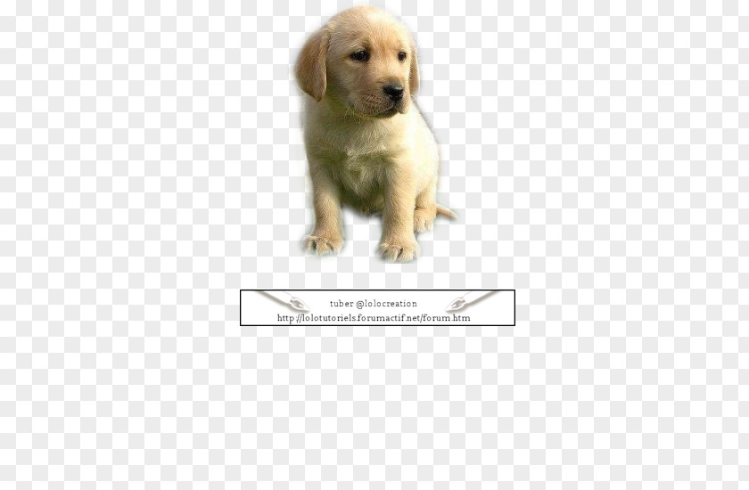 Golden Retriever Labrador Puppy Dog Breed Companion PNG