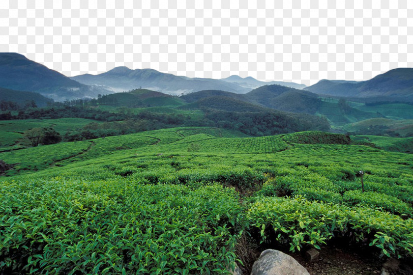 Green Tea Garden Munnar Longjing U5e90u5c71u4e91u96feu8336 Plantation PNG