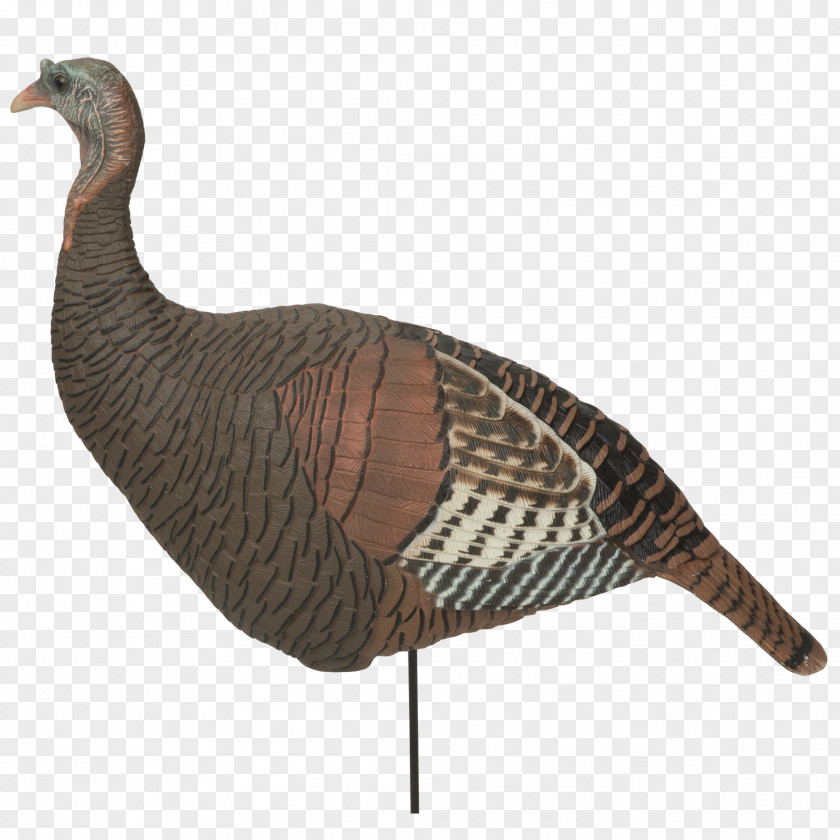 Hen Decoy Duck Domesticated Turkey Hunting Chicken PNG