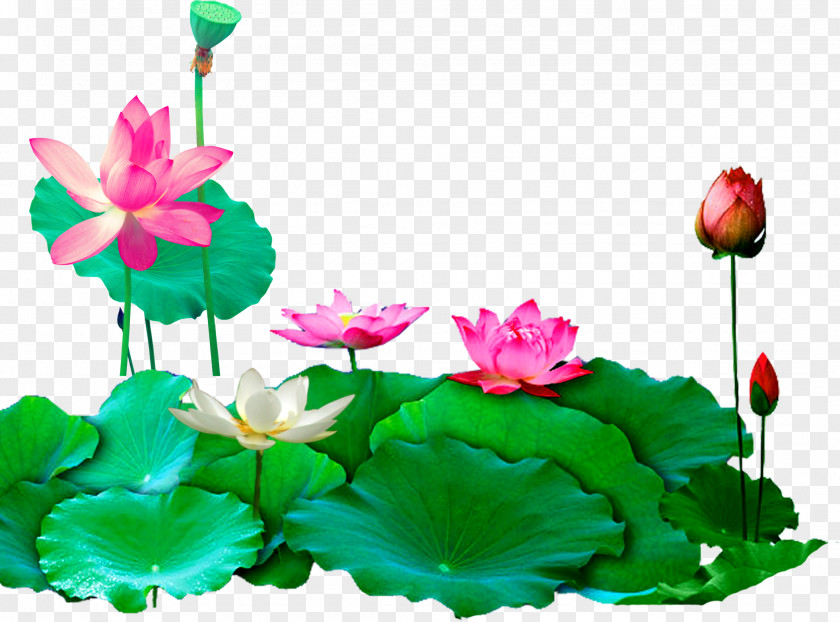 Lotus Download PNG