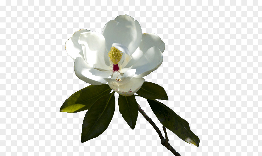 Magnolia Flowering Plant Magnoliaceae Maid Service PNG