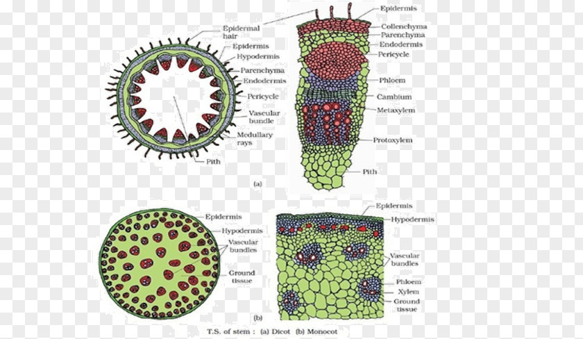 Monocot Root Plant Stem Cell Dicotyledon Plants Tissue PNG