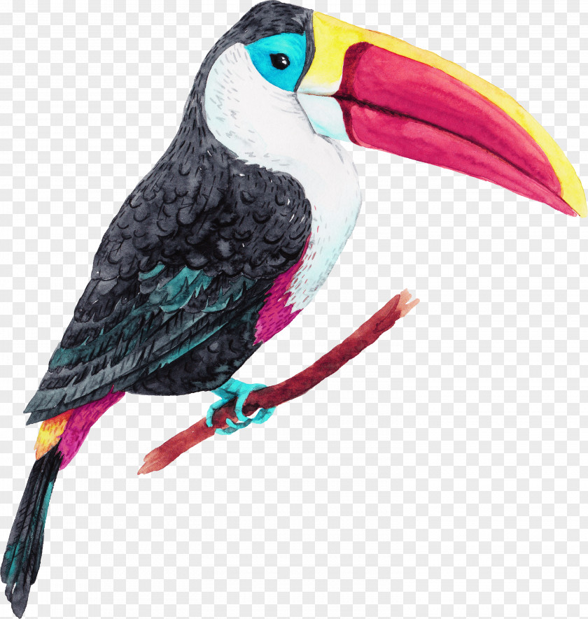 Tropical Birds Jungle Island Bird Oiseaux Tropicaux Parrot PNG
