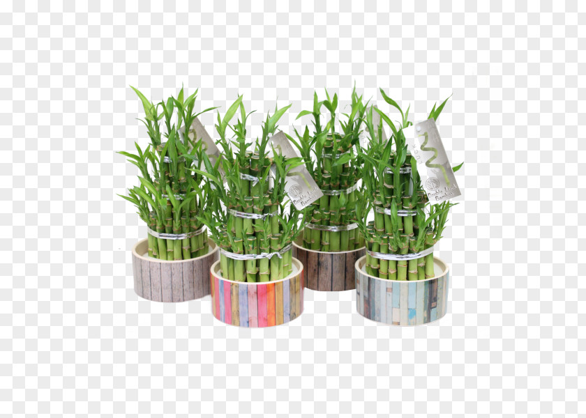 Bamboo Lucky Tropical Woody Bamboos Grass Plant PNG