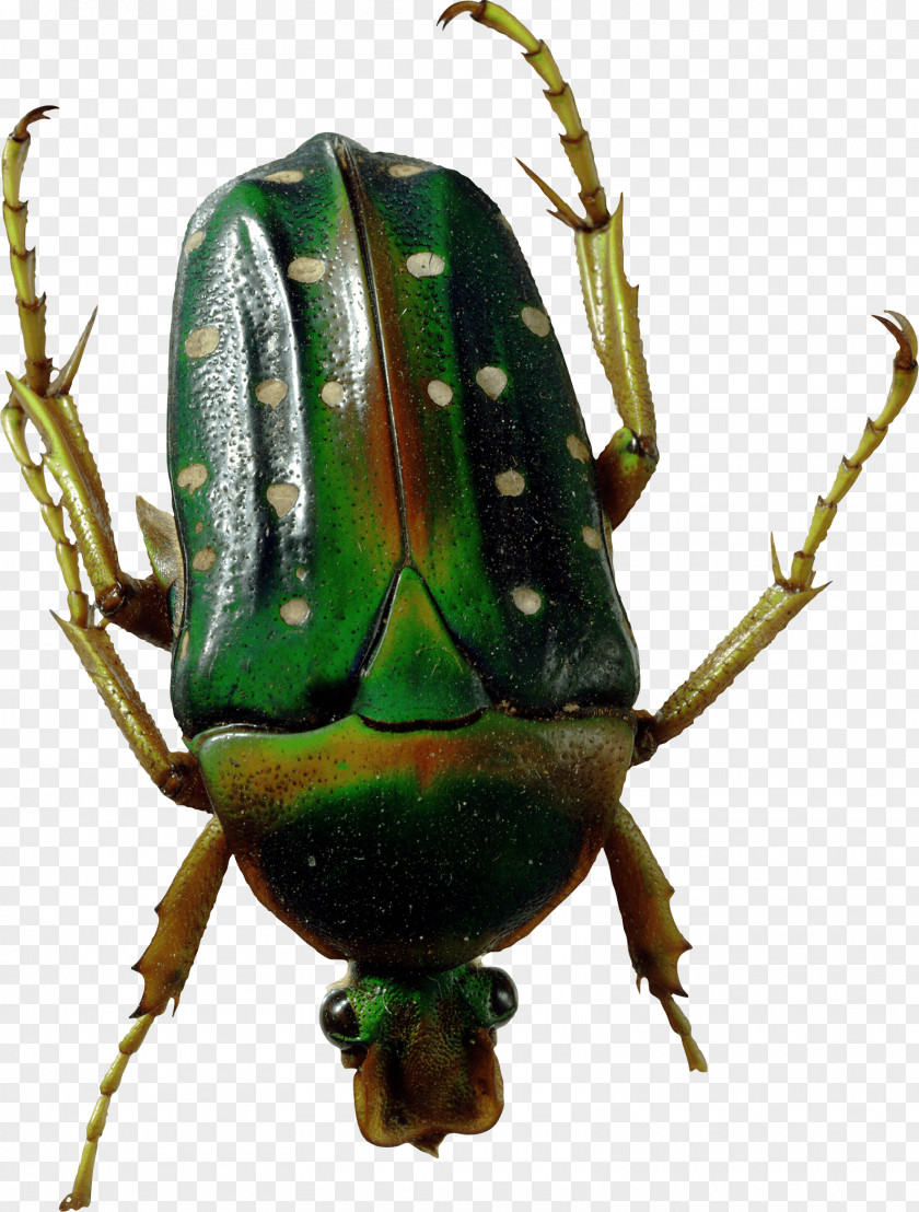 Beetle Clip Art Image Illustration PNG