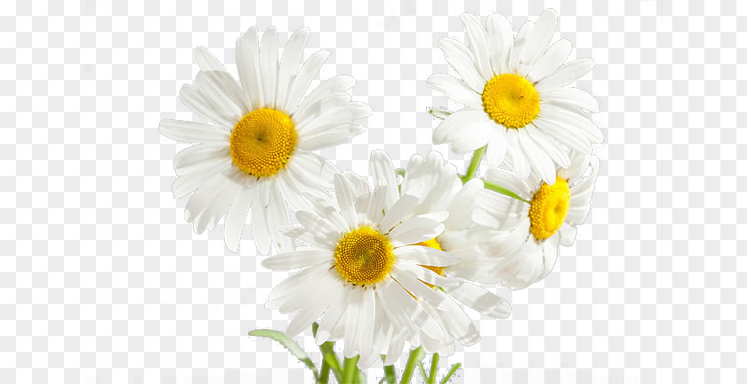 Daisy PNG clipart PNG