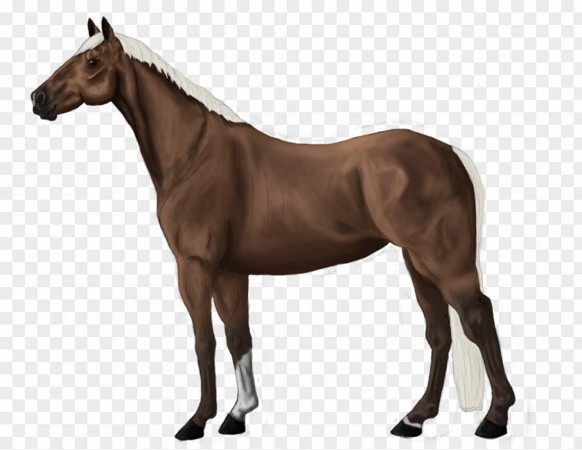 Daryl Dixon Stallion Thoroughbred Colt Mane Mare PNG