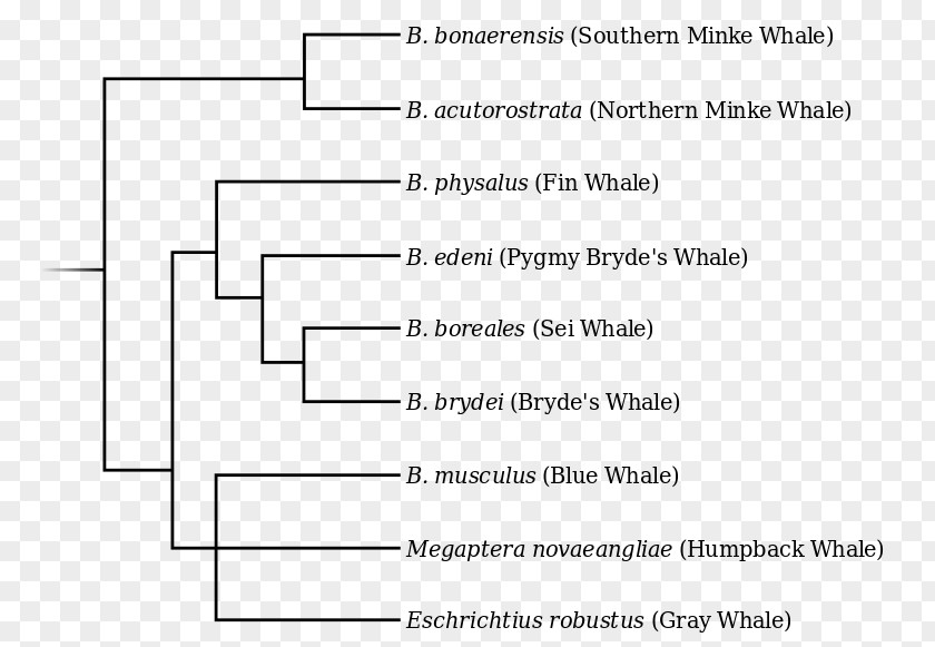 Evolution Tree Blue Whale Fin Rorquals Common Bottlenose Dolphin Tucuxi PNG