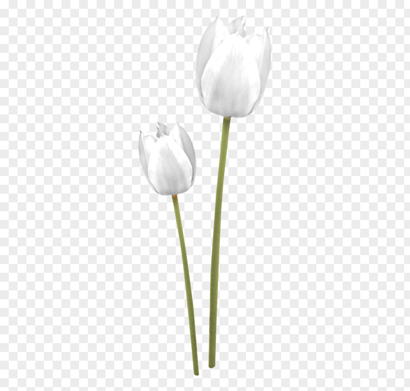 Tulip White Cut Flowers Petal Plant Stem PNG