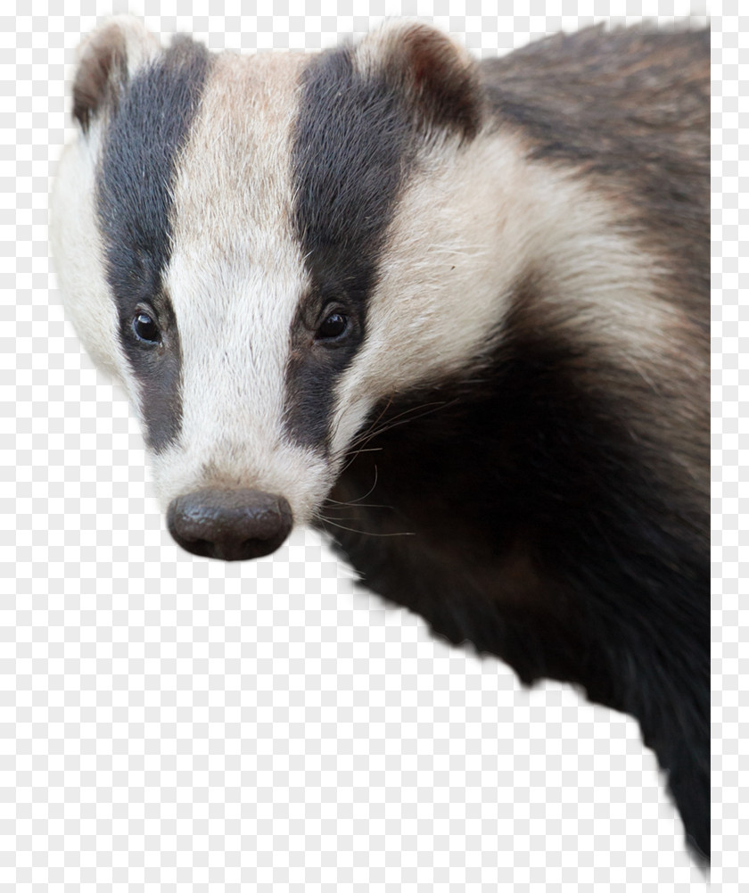 Badger PNG Badger, white and black skunk clipart PNG