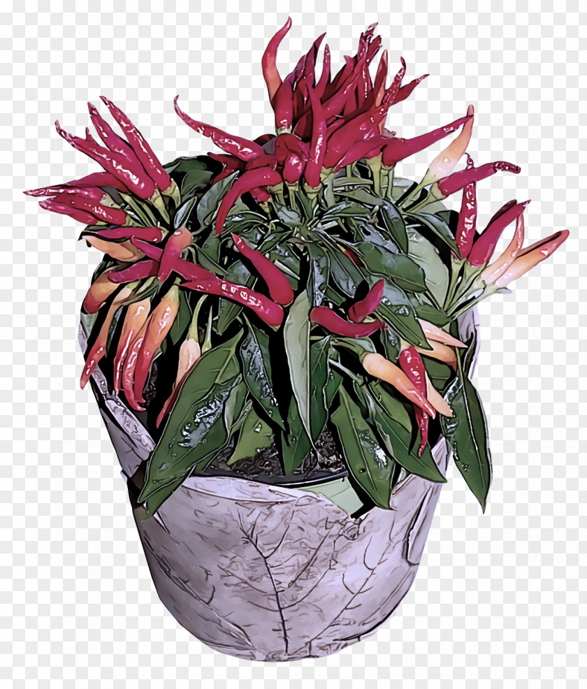 Cut Flowers Flowerpot Houseplant Peppers Bell Pepper PNG