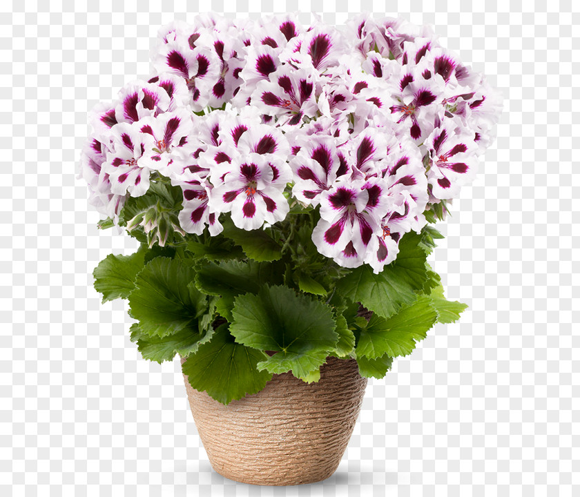 Flower Regal Pelargonium Ivy Geranium Suvelilled Crispum PNG