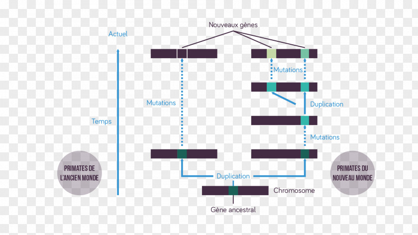 Light Gène Ancestral Gene Duplication Rhodopsin PNG