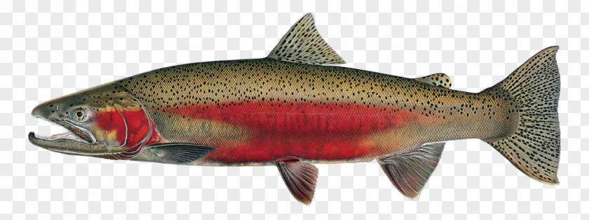 Rayfinned Fish Bonyfish University Of Idaho Rainbow Trout Salmon PNG