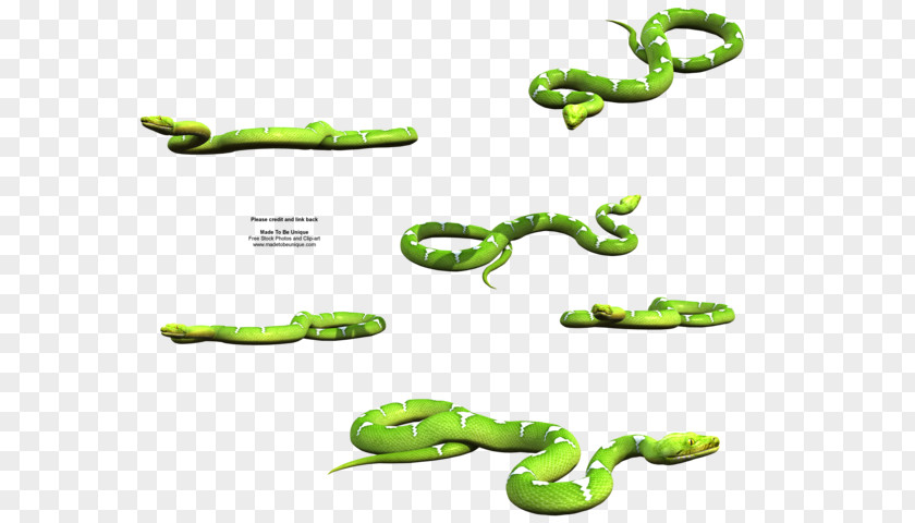 Snake Eastern Green Mamba Tree Python Reptile PNG