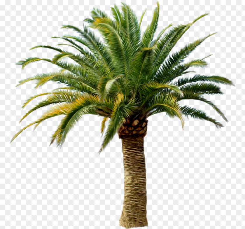 Tree Palm Trees Transparency Clip Art PNG