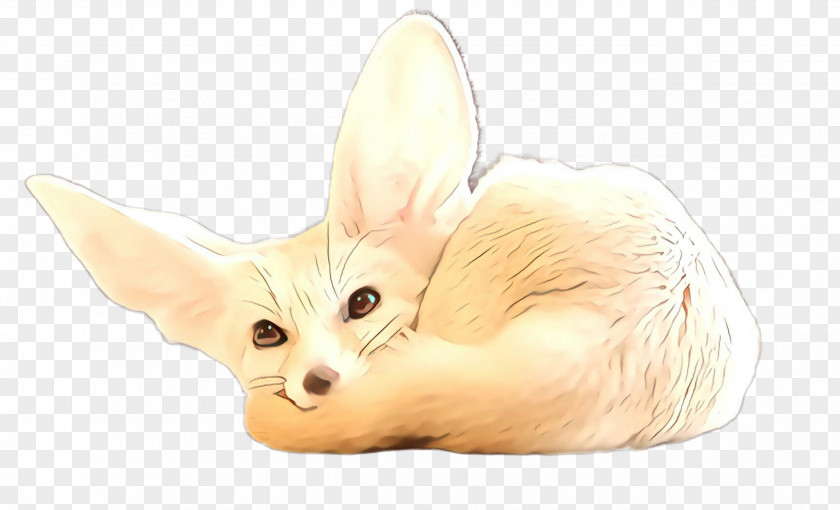 Fennec Fox Fawn Ear PNG