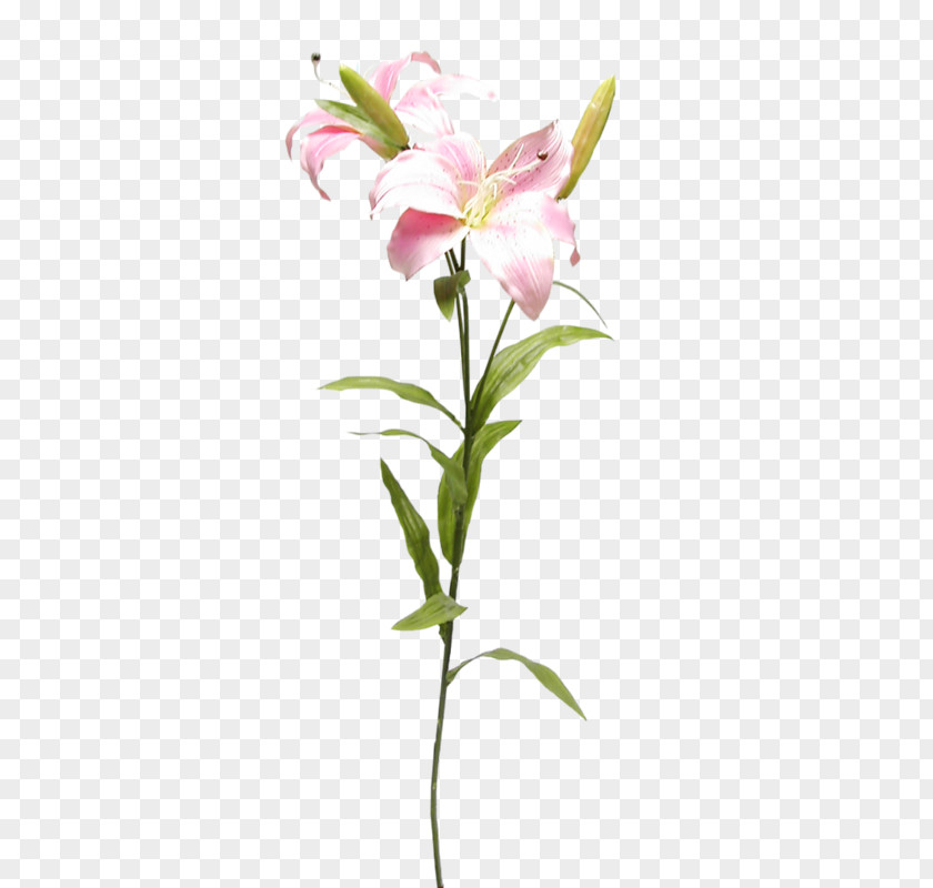 Flower Cut Flowers Lilium Lily Of The Incas PNG