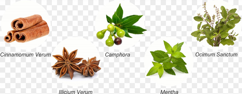 Illicium Verum Towel Réveil Olfactif Sensorwake Herbalism Cleaner PNG