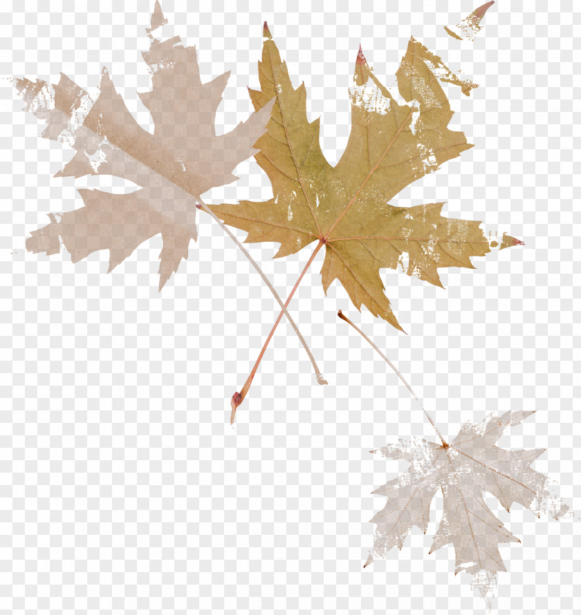 Leaf Maple Autumn Image PNG