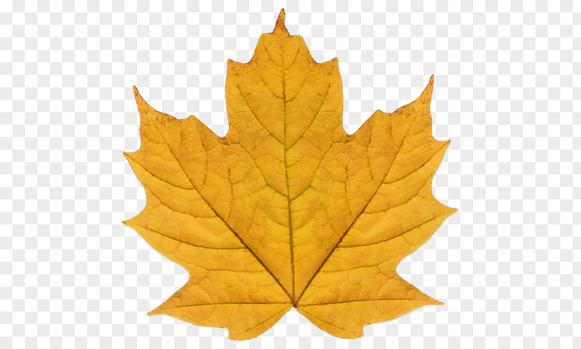 Leaf Maple Plane Trees Tree Family PNG