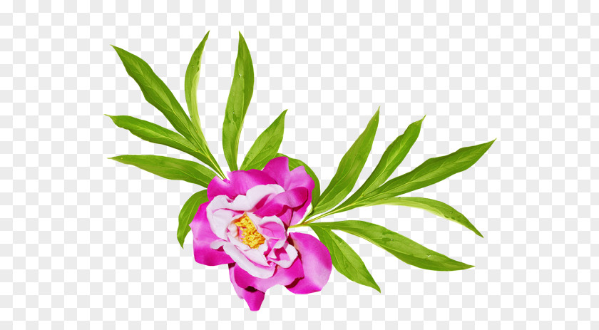 Leaf Petal Floral Design Plant Stem PNG