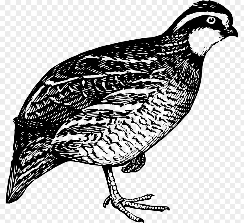 Quail Hunting Bird Clip Art PNG