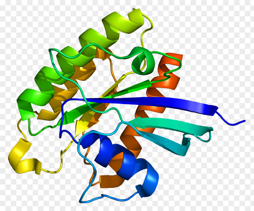 RHEB TSC2 G Protein TSC1 PNG