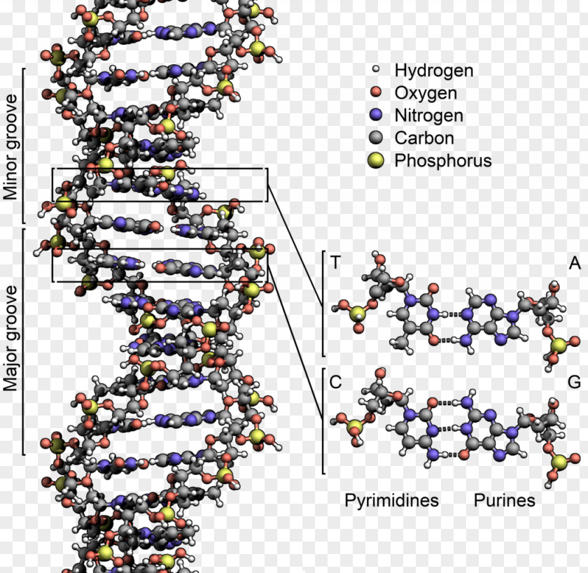 Science The Double Helix: A Personal Account Of Discovery Structure DNA Nucleic Acid Molecular Acids: For Deoxyribose Helix PNG