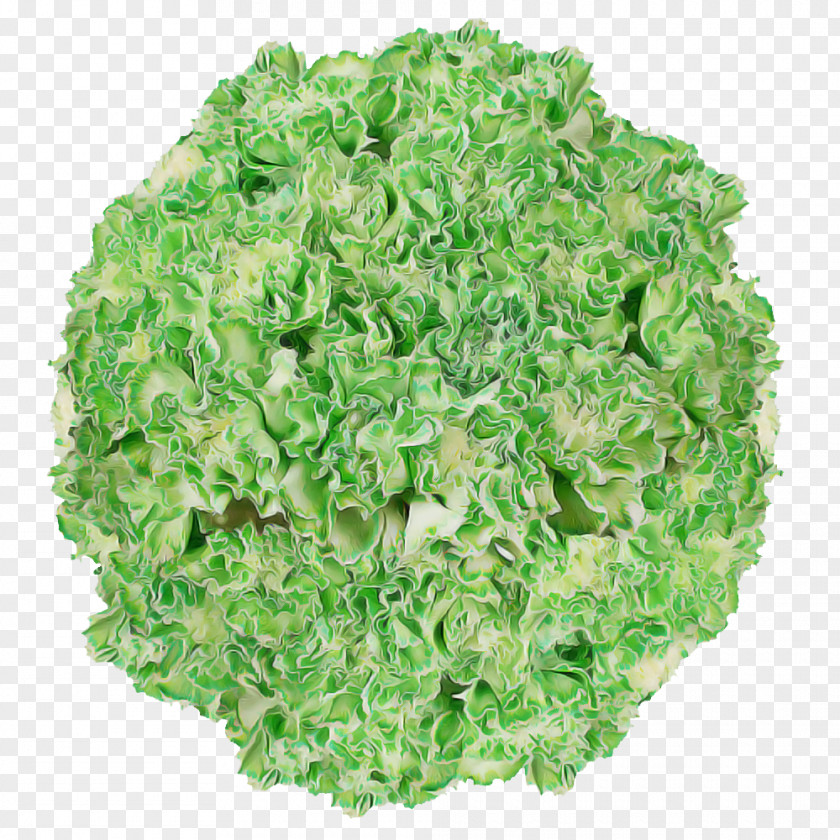 Salad PNG